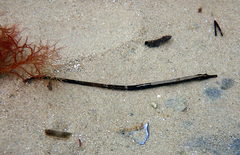 Mitotichthys meraculus