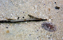 Mitotichthys meraculus