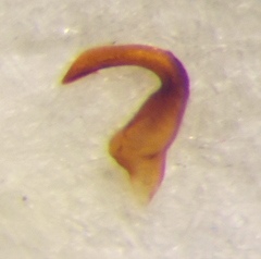 Agnocoris rubicundus