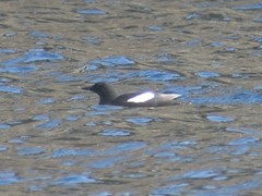 Cepphus grylle arcticus