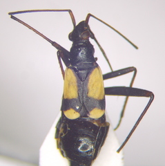 Alloeonotus fulvipes