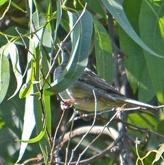 Passer domesticus