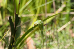 Pterostylis decurva