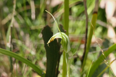 Pterostylis decurva