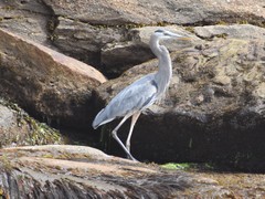 Ardea herodias herodias