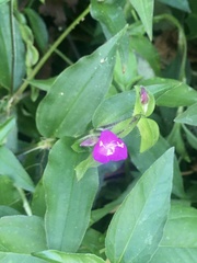 Tradescantia poelliae