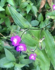 Tradescantia poelliae