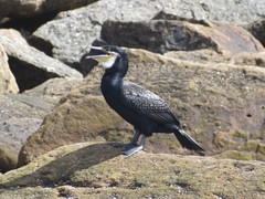 Phalacrocorax carbo carbo