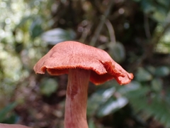 Cortinarius quercoarmillatus