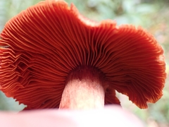 Cortinarius quercoarmillatus