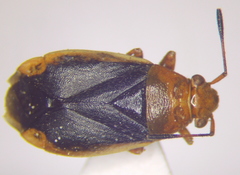 Capsus cinctus