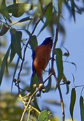 Diglossa baritula