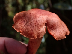 Cortinarius quercoarmillatus