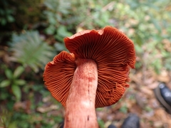 Cortinarius quercoarmillatus