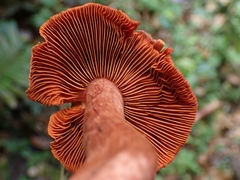 Cortinarius quercoarmillatus