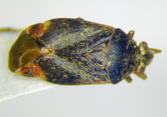 Charagochilus gyllenhalii