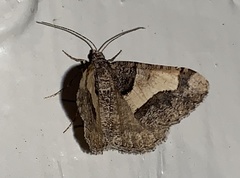 Frederickia hypaethrata