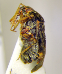 Charagochilus gyllenhalii