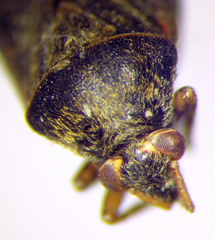 Charagochilus gyllenhalii