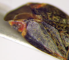 Charagochilus gyllenhalii