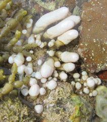 Eudistoma elongatum