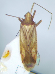 Phytocoris insignis