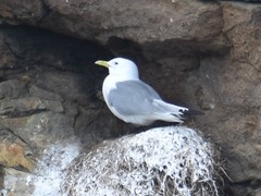 Rissa tridactyla tridactyla