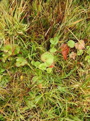 Sidalcea calycosa rhizomata