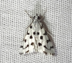 Eustixia pupula