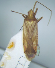 Phytocoris insignis