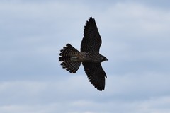 Falco peregrinus anatum