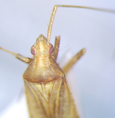 Phytocoris insignis
