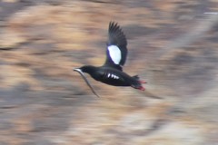 Cepphus grylle arcticus