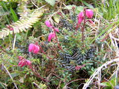 Daboecia azorica