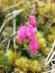Daboecia azorica