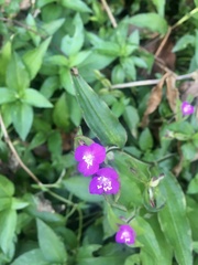 Tradescantia poelliae
