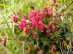 Daboecia azorica