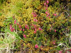 Daboecia azorica