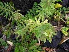 Euphorbia azorica
