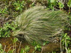 Festuca francoi