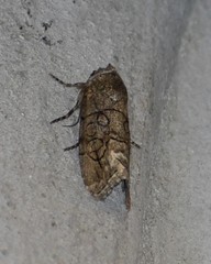 Sympistis sectiloides