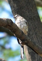 Columbina inca
