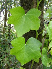Hedera azorica