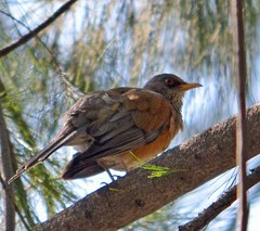 Turdus rufopalliatus