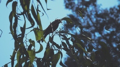 Haemorhous mexicanus