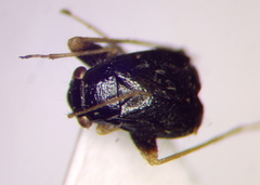 Halticus apterus