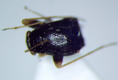 Halticus apterus