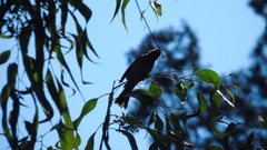 Haemorhous mexicanus