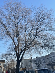 Gleditsia triacanthos