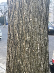 Gleditsia triacanthos